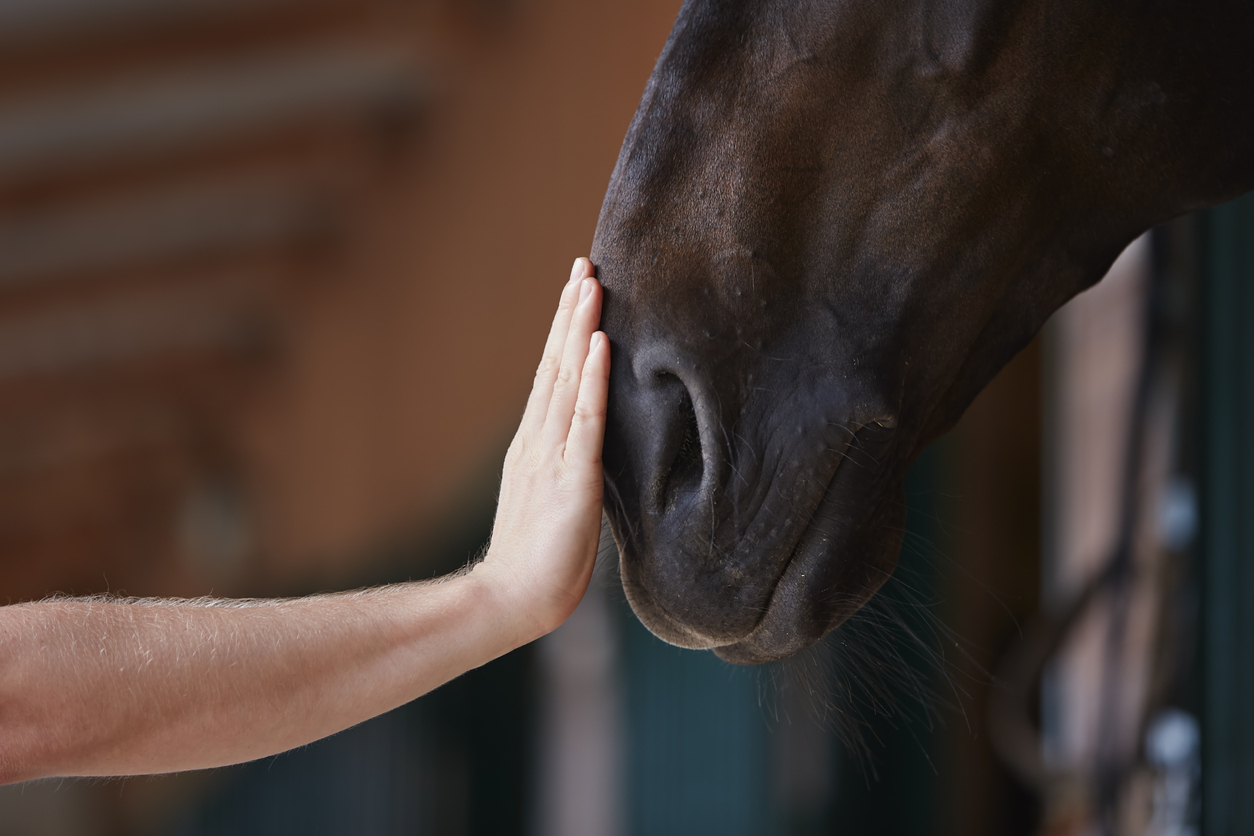 Équicoaching : le cheval, votre partenaire de réussite insoupçonné